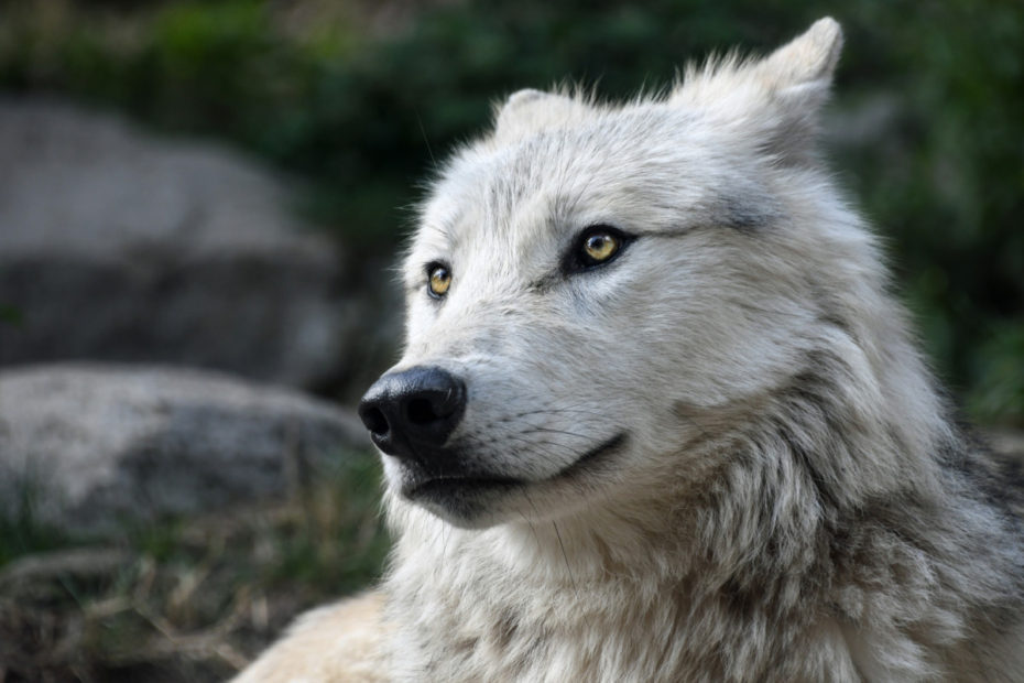 White Wolf Face